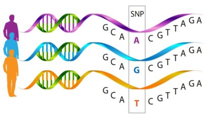 SNP (Single Nucleotide Polymorphism) ve tek nükleotid polimorfizminin DNA yapısı ve epigenetik gen ifadesi üzerindeki etkisini gösteren şema