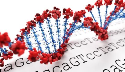 Uzun yaşam genleri SIRT ve FOXO’nun hücresel yaşlanma üzerindeki etkilerini gösteren görsel