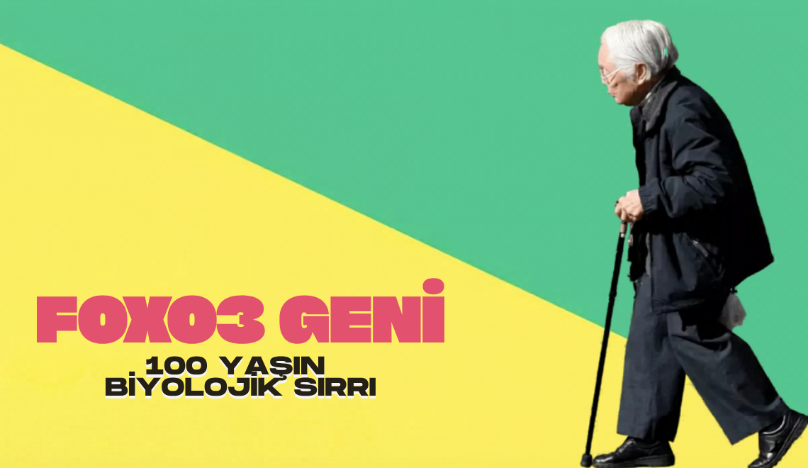 FOXO3 geni uzun ömür infografiği: G-aleli frekansı ve biyolojik mekanizmalar