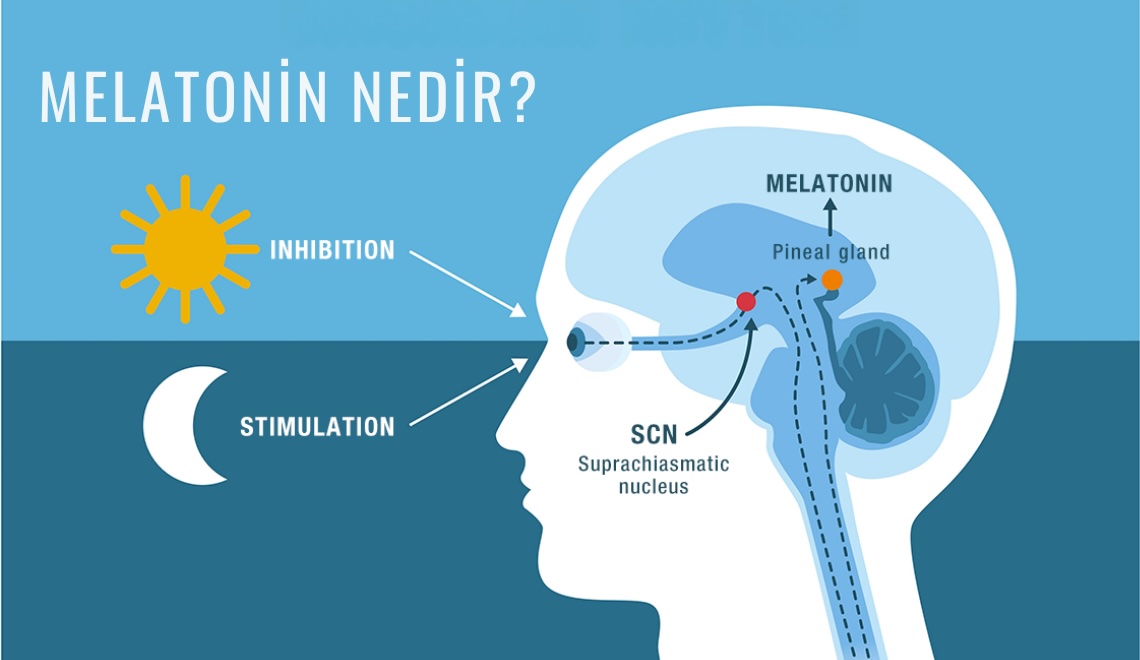Melatonin Nedir? Uyku, İnsülin ve Longevity Bağlantısı